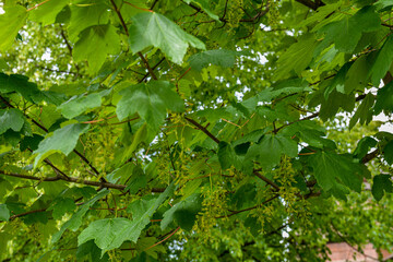 Sycamore maple leaves in the forest on a sunny spring morning