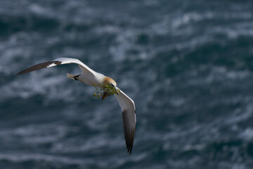 Gannet (Morus bassanus) carrying nesting material returning to the breeding colony on Great Saltee Island off the coast of Ireland.
