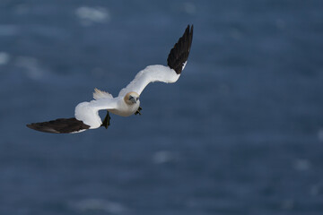 Gannet (Morus bassanus) coming in to land at a gannet colony on Great Saltee Island off the coast of Ireland.