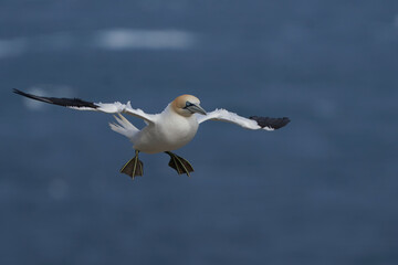 Gannet (Morus bassanus) coming in to land at a gannet colony on Great Saltee Island off the coast of Ireland.