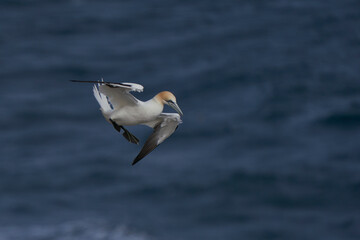 Gannet (Morus bassanus) coming in to land at a gannet colony on Great Saltee Island off the coast of Ireland.