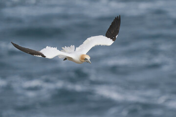 Gannet (Morus bassanus) coming in to land at a gannet colony on Great Saltee Island off the coast of Ireland.