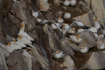 Gannet (Morus bassanus) coming in to land at a gannet colony on Great Saltee Island off the coast of Ireland.