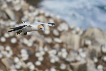 Gannet (Morus bassanus) coming in to land at a gannet colony on Great Saltee Island off the coast of Ireland.