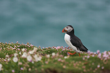 Atlantic puffin (Fratercula arctica) amongst spring flowers on a cliff on Great Saltee Island off...