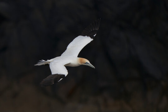 Gannet (Morus bassanus) coming in to land at a gannet colony on Great Saltee Island off the coast of Ireland.