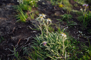 edelweiss