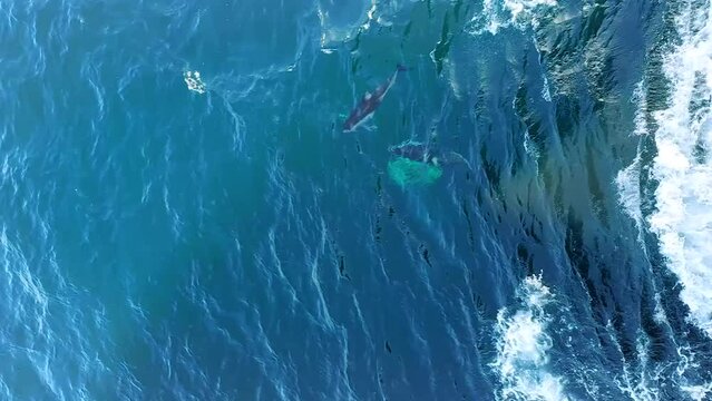 Multiple Atlantic Spotted Dolphins (Stenella frontalis) in crystal clear Madeira island waters