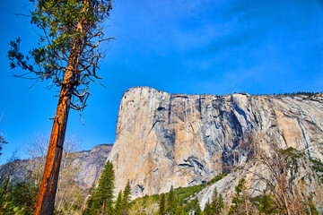 Fototapeta premium Colorful El Capitan at Yosemite in full light