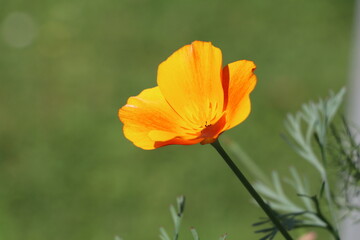 bright orange flower of Eschscholzia or california poppy 