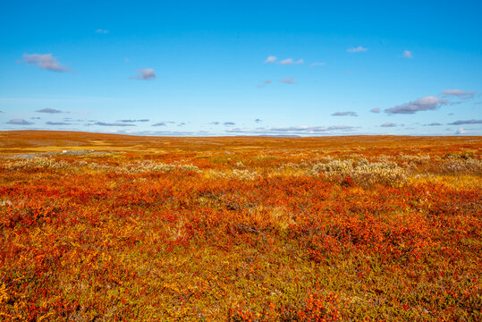 Minimalist Arctic Heather Tundra with Red Orange Colors and Blue Sky, Finnmarksvidda Plateau, Finnmark, Norway