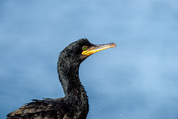 Cormorant at bird island Hornøya outside Vadsø, Finnmark, Norway