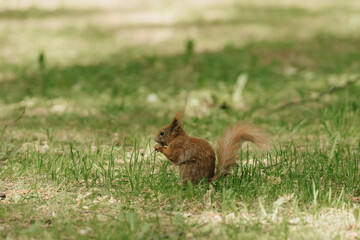The red squirrel is eating a nut in the Royal Baths Park, Lazienki Park