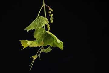 young grape leaves in water drops in studio