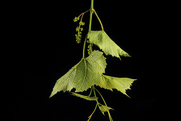 young grape leaves in water drops in studio