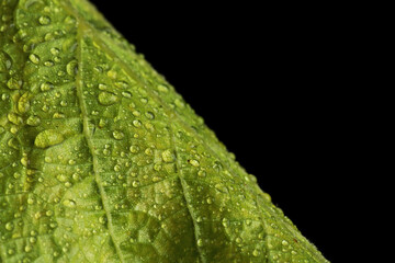young grape leaves in water drops in studio