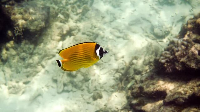 Underwater video of pair yellow blackcap butterflyfish fishes swimming among tropical coral reefs. Snorkeling in Gulf of Thailand, Koh Tao island. Snorkeling activity, dive concept. Wildlife aquatic