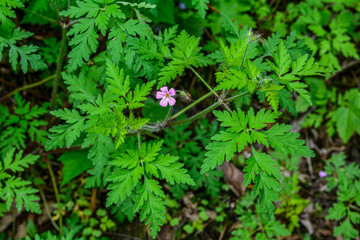 Geranium (Geranium robertianum) grows in the wild .