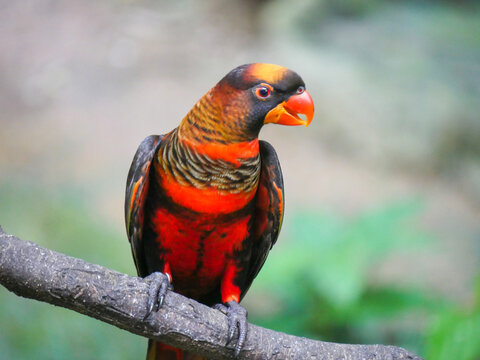 Dusky lory (Pseudeos fuscata) is a species of parrot also known as white-rumped lory, the dusky-orange lory, banded lories and duskies is seated on branch of tree