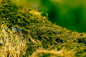 Insect on moss on the ground