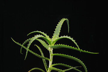 flowerpot aloe in the studio on a black background