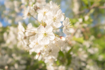 unfocused cherry tree blossom