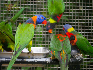 Red collared lorikeet (Trichoglossus rubritorquis) face side view and other lorikeets, seated on metal food plate