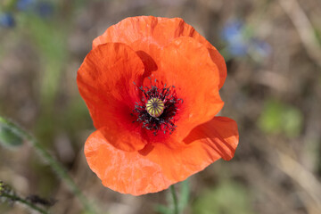 Fototapeta premium gros plan d'un coquelicot