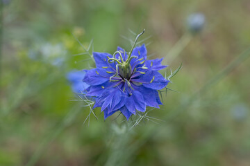 fleur bleue de nigelle du jardin