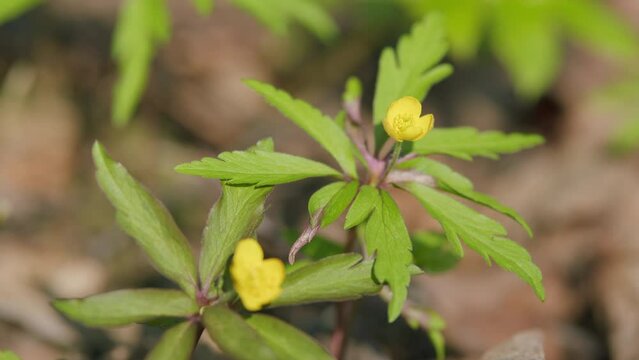Wild yellow anemone flowers in the early spring forest. Anemone ranunculoides.