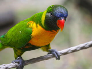 Marigold lory or marigold lorikeet also known as Sumba lorikeet (Trichoglossus capistratus) is a species of parrot that is endemic to the south-east Asia seat on branch of tree