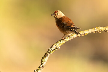 Adult male Common linnet in rutting plumage with early morning light