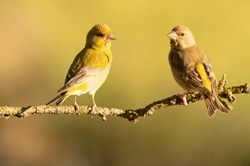 Male and female of European greenfinch with the first light of the morning in an oak forest