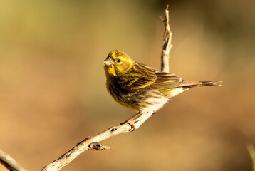 European serin with the last lights of the afternoon of a spring day in an innkeeper in a Mediterranean forest