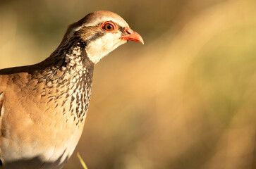 Red legged partridge with the first light of the morning near a natural water point