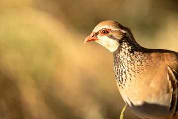 Red legged partridge with the first light of the morning near a natural water point