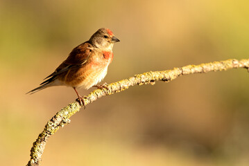 Adult male Common linnet in rutting plumage with early morning light