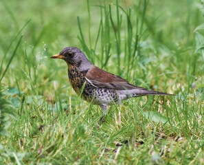 fieldfare on the grass