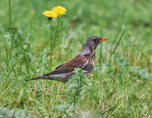fieldfare on the grass