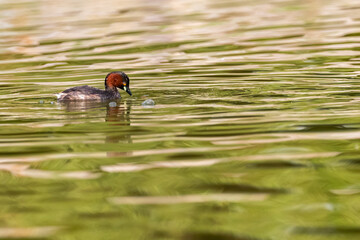 Little Grebe lake for food