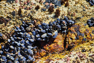 Coastal rocks covered in hundreds of mussels