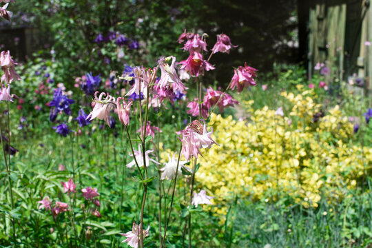 Aquilegia Vulgaris, European columbine flowers in a cottage garden. Mix of a variety of colorful plants.  They are great for mixed planting with other leafy plants.