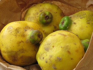 Membrillos en bolsa de papel. Primer plano. 