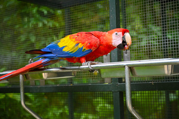 scarlet macaw (Ara macao) is a large red, yellow, and blue Central and South American parrot have food grape fruit in its beak