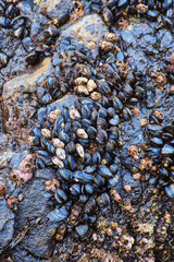Detail of rocks covered in hundreds of mussels