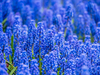 close-up of hyacinth