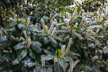 cherry laurel bush in bloom