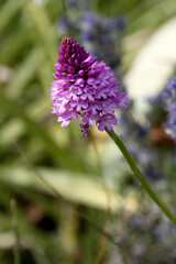 Fototapeta premium orchis pyramide