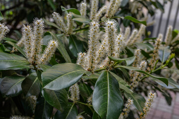 cherry laurel bush in bloom