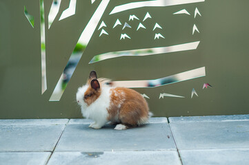 Un joli lapin nain - cage
